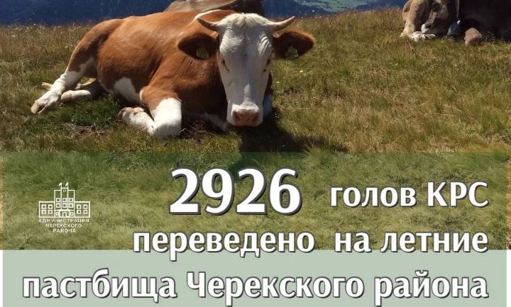 Специалисты отрасли провели сезонную миграцию крупного рогатого скота (КРС) на высокогорные пастбища. В начале лета они успешно перевели  2926 голов КРС в горные районы